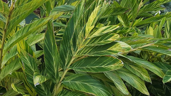 In The Garden: Variegated ginger adds color to shady areas - SANIBEL ...